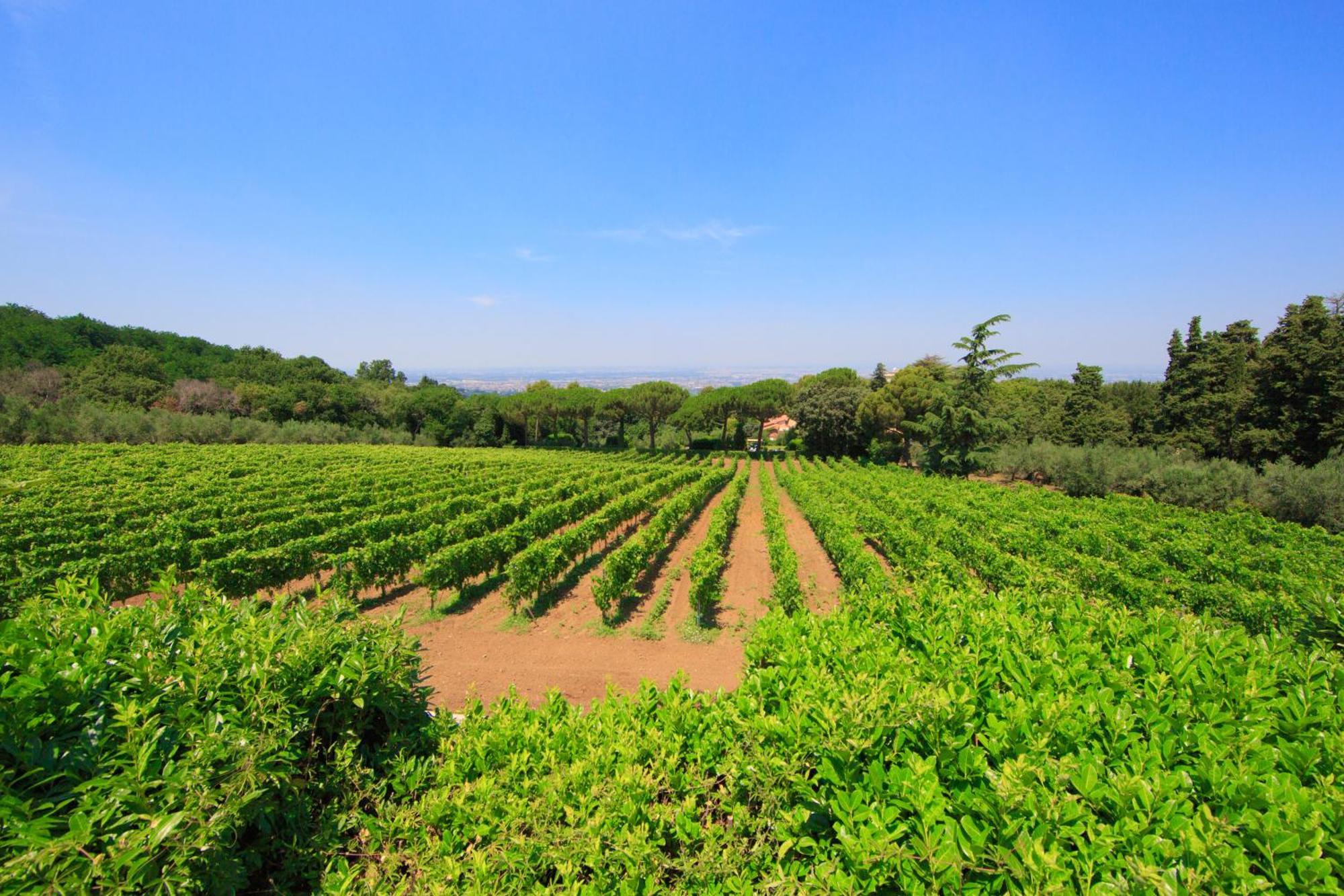 Frascati Country House Grottaferrata Exterior photo